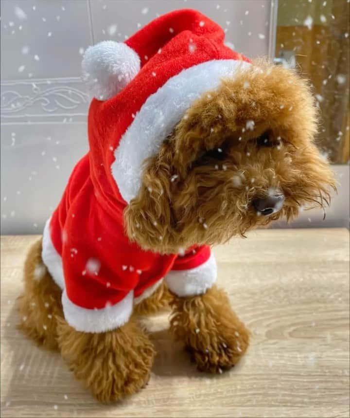 シャキーラのインスタグラム：「🎶 “Let it snow, let it snow, let it snow!” sings Teddy ☃️」