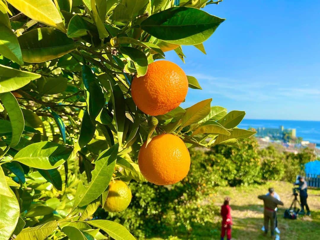澤井志帆さんのインスタグラム写真 - (澤井志帆Instagram)「. 2021.12.25 ⁡ 手でハートを作っているわけではございません👶🏻 ⁡ 写真の中のオレンジ色の柑橘、なんだか分かりますか？ これは正月のお飾りやアロマオイル等によく使われる " ダイダイ " 別名 " ビターオレンジ " 🍊🧡 ⁡ お飾り等の縁起物として珍重されるダイダイですが、実は美味しく食べる事も出来るんです！ 明日のごちそうカントリーでは、ダイダイの名前の由来や絶品アレンジレシピをご紹介します♩ ⁡ 取材場所は全国有数のダイダイの産地:熱海市！ ロケの日は天気が良く、圃場からの景色が最高でした☀️ ⁡ 明日のごちそうカントリーは2021年最後の放送！ お正月前にピッタリな話題です🍊 ぜひご覧ください🧡🤍 ⁡ #DaiichiTV#ごちそうカントリー#ごちカン #アナウンサー #静岡#熱海#だいだい#ダイダイ」12月25日 10時57分 - shiho_sawai