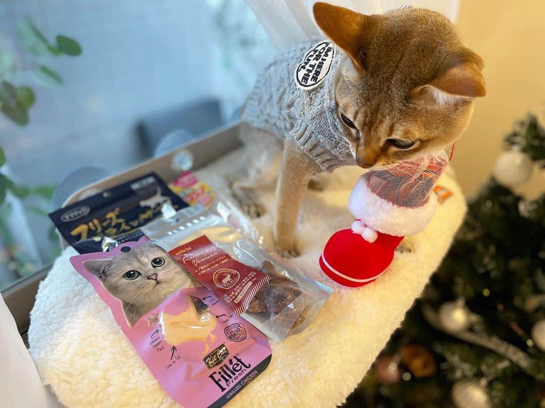 モルト♡Malt(Singapuracat)さんのインスタグラム写真 - (モルト♡Malt(Singapuracat)Instagram)「Merry Christmas🎄🎁 * ぼくのプレゼントは、ウィンドウベッドとおやつでした🛏🎅🏼 東京はあいにくの雨だけど、今日はじいじとばあばが来るよ✈️😽💕 * みにゃさん、素敵なクリスマスを過ごしてね💝 * * #catsofinstagram #cats_of_world #cat_features #catloversclub #cutepetclub #bestmeow #bestcats_oftheworld #themeowlife #Excellent_Cats #9gag #シンガプーラ #猫 #ねこ#ねこ部 #ふわもこ部 #猫のいる暮らし #猫とインテリア #クリスマスプレゼント #猫ベッド #ウィンドウベッド #christmas」12月25日 9時13分 - apy.malt