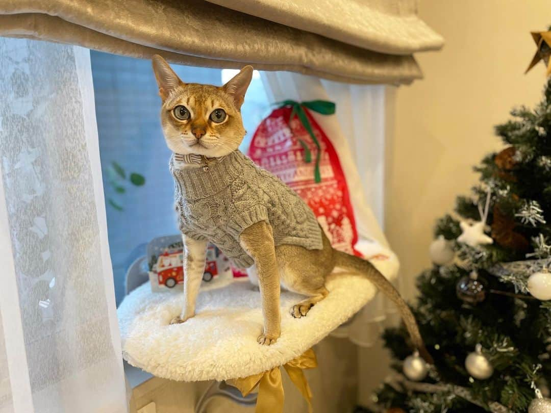 モルト♡Malt(Singapuracat)さんのインスタグラム写真 - (モルト♡Malt(Singapuracat)Instagram)「Merry Christmas🎄🎁 * ぼくのプレゼントは、ウィンドウベッドとおやつでした🛏🎅🏼 東京はあいにくの雨だけど、今日はじいじとばあばが来るよ✈️😽💕 * みにゃさん、素敵なクリスマスを過ごしてね💝 * * #catsofinstagram #cats_of_world #cat_features #catloversclub #cutepetclub #bestmeow #bestcats_oftheworld #themeowlife #Excellent_Cats #9gag #シンガプーラ #猫 #ねこ#ねこ部 #ふわもこ部 #猫のいる暮らし #猫とインテリア #クリスマスプレゼント #猫ベッド #ウィンドウベッド #christmas」12月25日 9時13分 - apy.malt