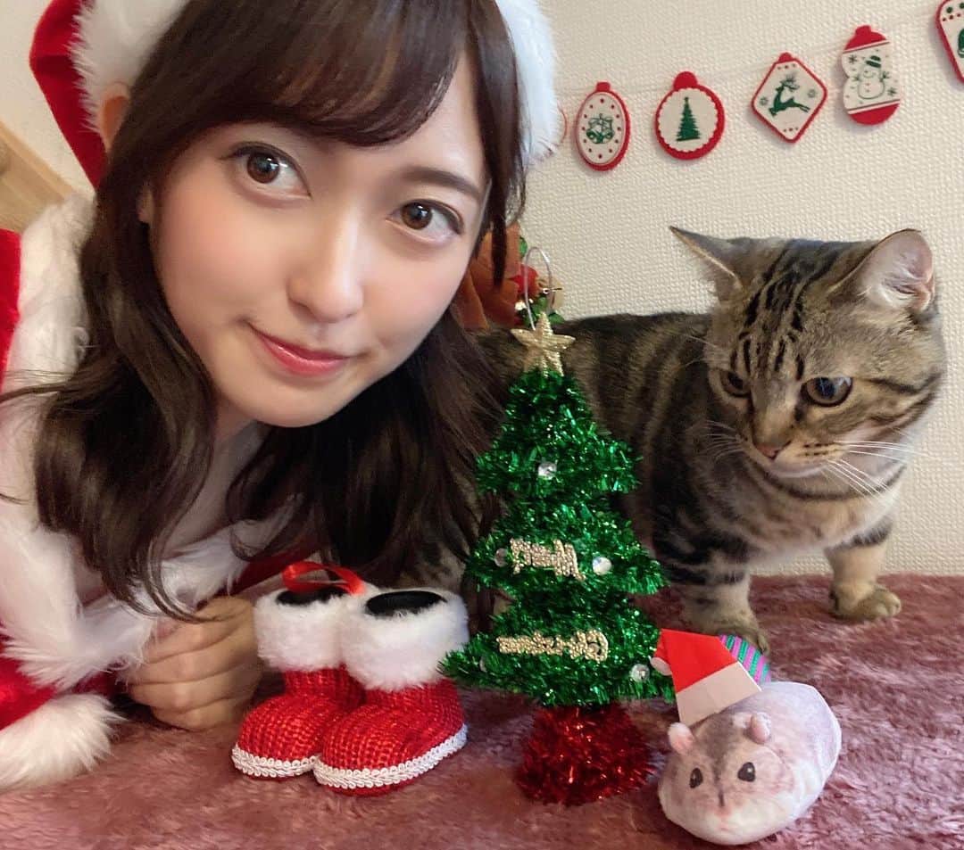 佐々木舞音さんのインスタグラム写真 - (佐々木舞音Instagram)「. 𝙼𝚎𝚛𝚛𝚢 𝙲𝚑𝚛𝚒𝚜𝚝𝚖𝚊𝚜☆*。 暖かくして素敵なクリスマスを！ . 愛猫は今日がお誕生日⸜❤︎⸝‍ . #クリスマス #誕生日 #猫　#マンチカン　#1歳」12月25日 20時06分 - sasakimaine