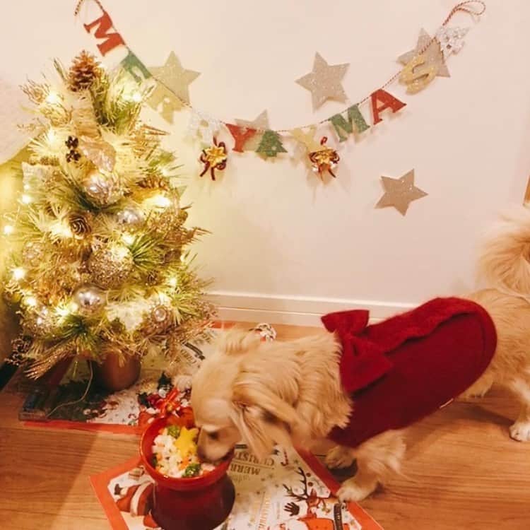 桜子さんのインスタグラム写真 - (桜子Instagram)「クリスマスプレートはささみとブロッコリーとにんじんと柿🥕🥦  よく見るとにんじんも小さい星になってます🥰がんばった。  #犬クリスマス #チワックス」12月25日 12時37分 - ishibashi__88