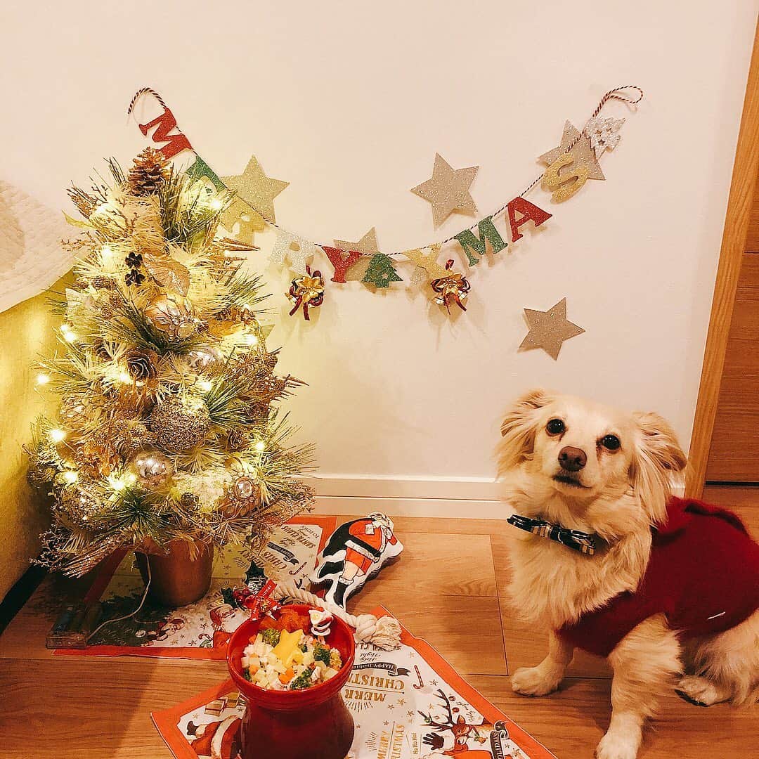 桜子のインスタグラム：「クリスマスプレートはささみとブロッコリーとにんじんと柿🥕🥦  よく見るとにんじんも小さい星になってます🥰がんばった。  #犬クリスマス #チワックス」