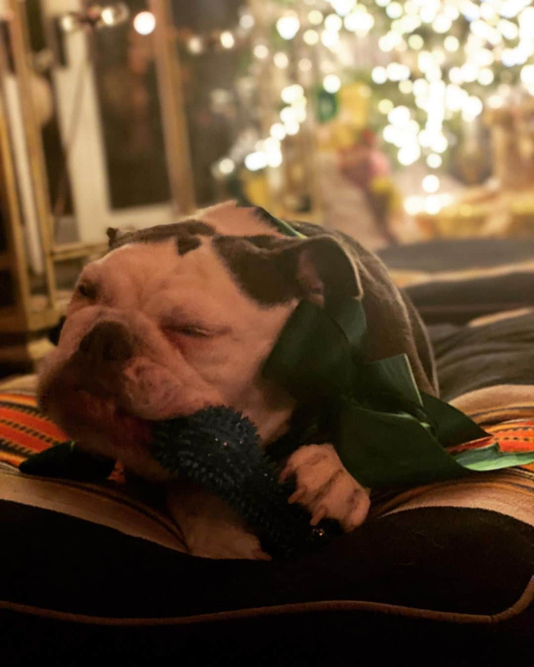 ジョディ・リン・オキーフのインスタグラム：「Happy Holidays from my little family to yours. We hope you are as happy as Vivian with her green silk bow and Christmas bone. #merrychristmas #happyholidays #bulldog #bliss」