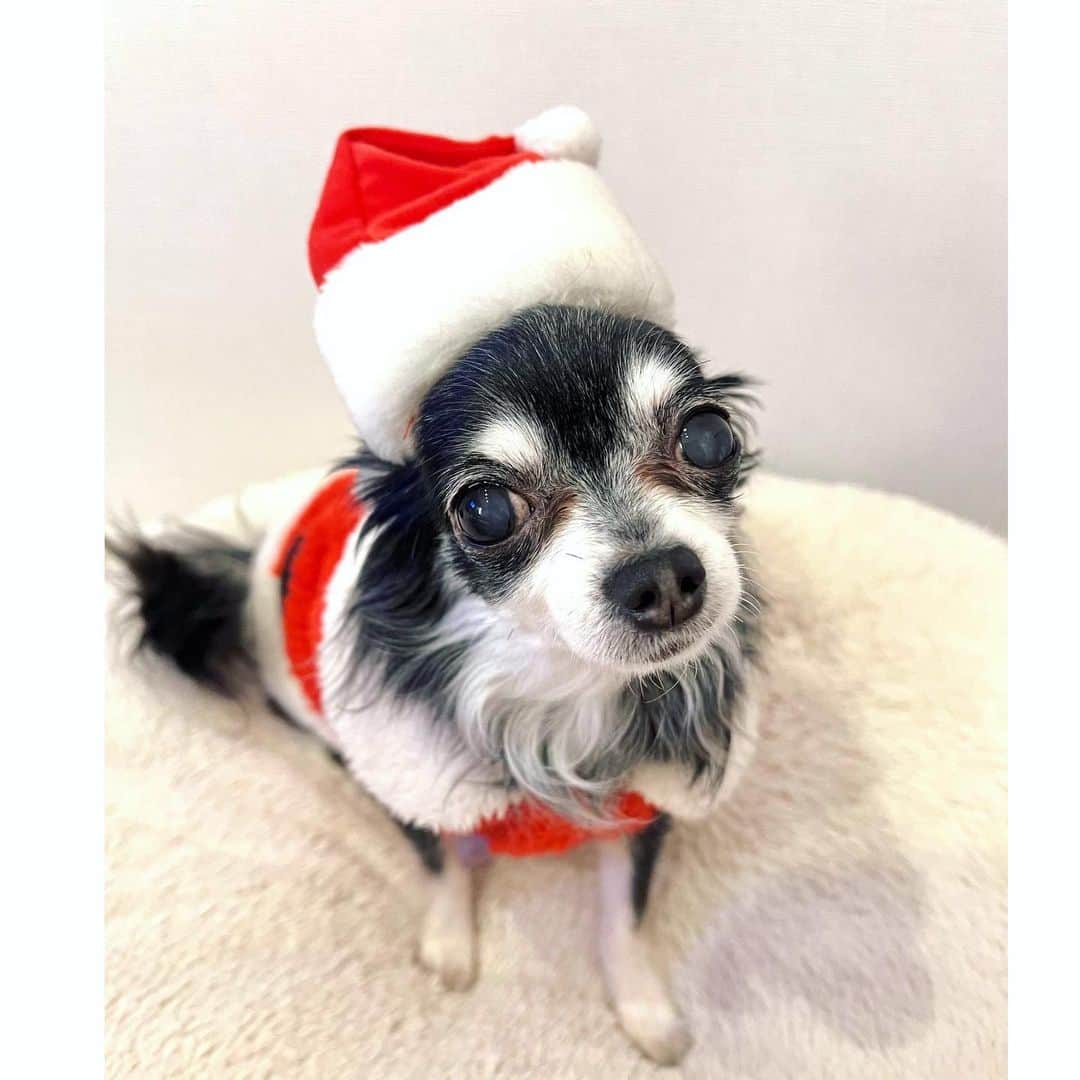 中野公美子のインスタグラム：「Merry Christmas🎄🎅 今年もルーナサンタさんが来てくれた💕 オリオンはお空からトナカイさんだね🐶🛷 素敵なクリスマスを🎄✨  #merrychristmas  #メリークリスマス #サンタさん　 #santaclaus  #chihuahua #チワワ」