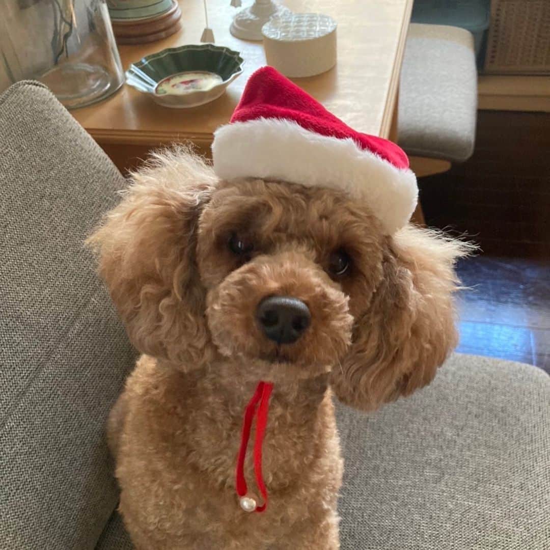 梅澤廉のインスタグラム：「メリークリスマス🎅  クリスマスに向けて実家に送っていたサンタ帽を被ってくれました😌  早く会いたいものです...!!  #クリスマス」