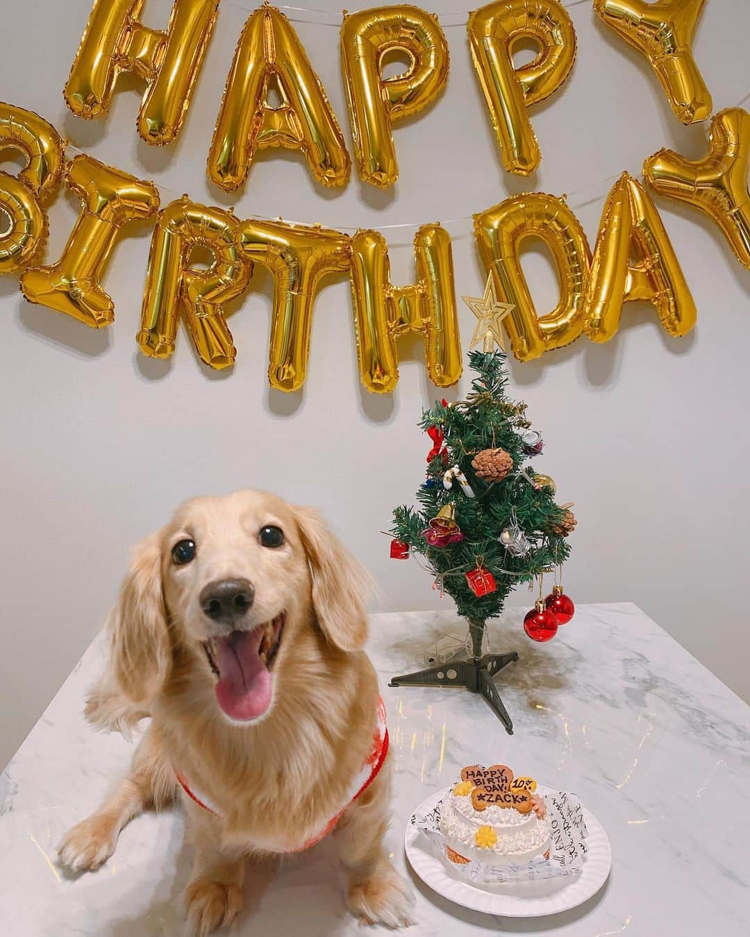 のインスタグラム：「メリークリスマス🎅🎄 ⁡ 今日は、ザックくんの誕生日です❤️‍🔥 10歳になりました✨✨ ⁡ わたしの大切な大切な家族💞💞 ⁡ 年々、人間みたいな行動を するようになってきて いつも笑わせてくれて ユーモアたっぷりでほんとにおもしろい🎵 ⁡ いたずらもやばすぎるけど なにをされても許せちゃうので これが愛なんだ、と思います笑💋 ⁡ これからも健康で長生きしようね🐶❤️ ⁡ #zack #ザック #dog #愛犬 #mydog #犬 #犬バカ部  #犬好き #愛犬の誕生日  #愛犬のいる生活 #バースデー #クリスマス #christmas  #クリスマスバースデー #xmasparty #犬ケーキ」
