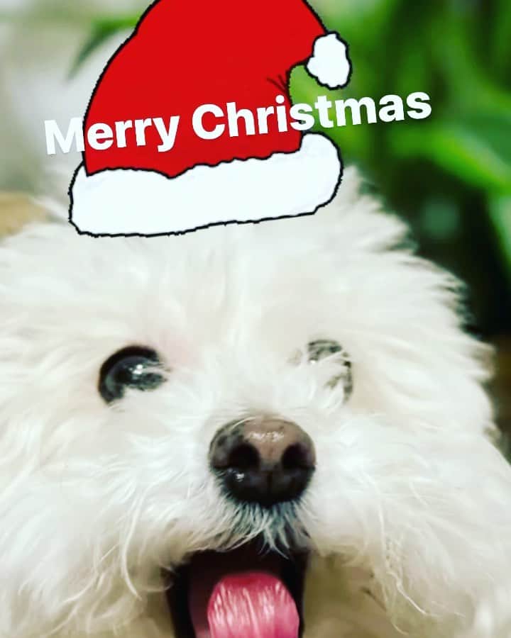 のインスタグラム：「Merry Christmas!!」