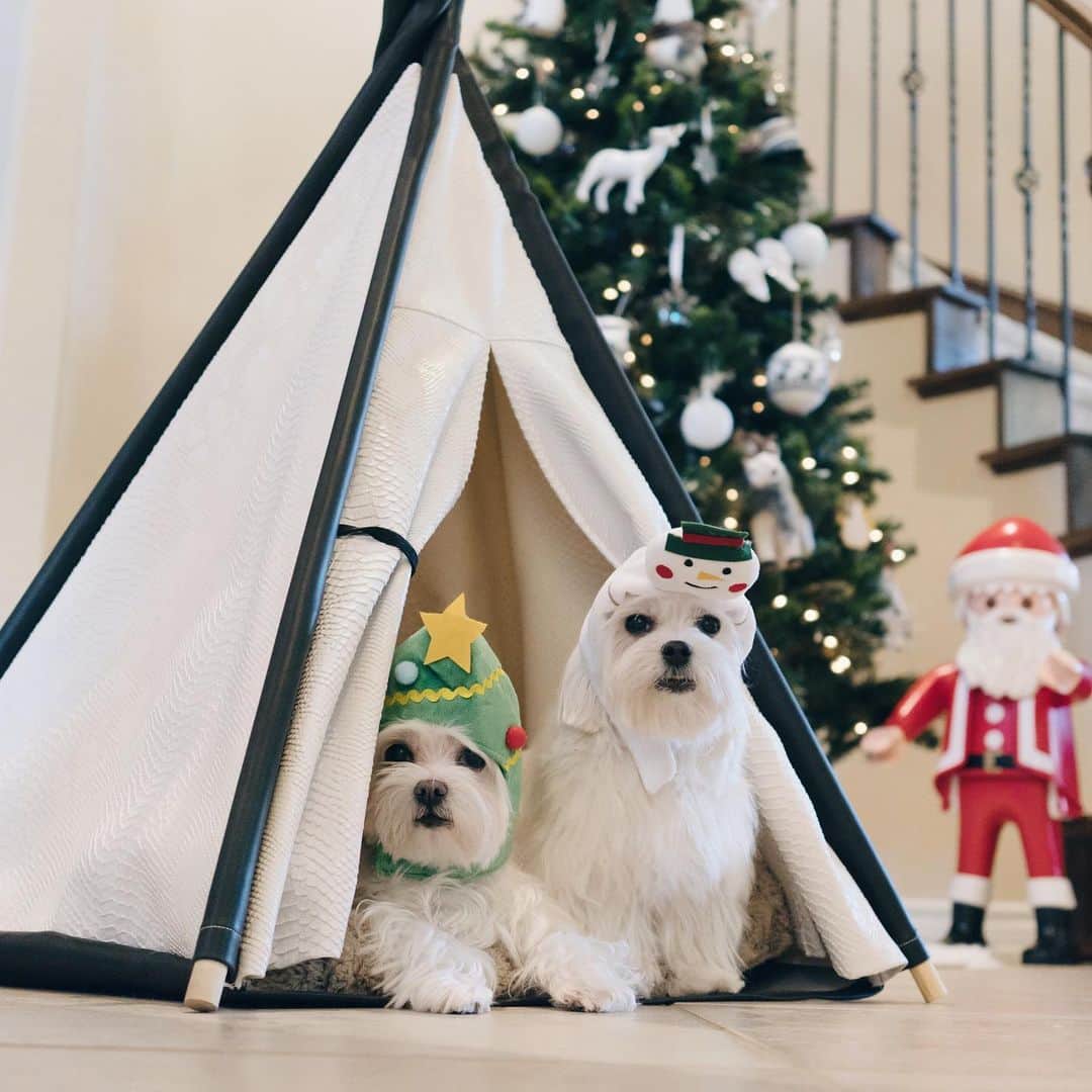 hi.arodのインスタグラム：「Happy Holidays friends! 🎄Wish your holiday is full of joy and love! xx 😘 🌟Sorry for being MIA. We are busy moving to the new house. Mama bear has no time to chase us around lol… No shower even (great)! 🤩Hope we will back to our Instagrammer life soon❤️ ・・・ #Santapaws」