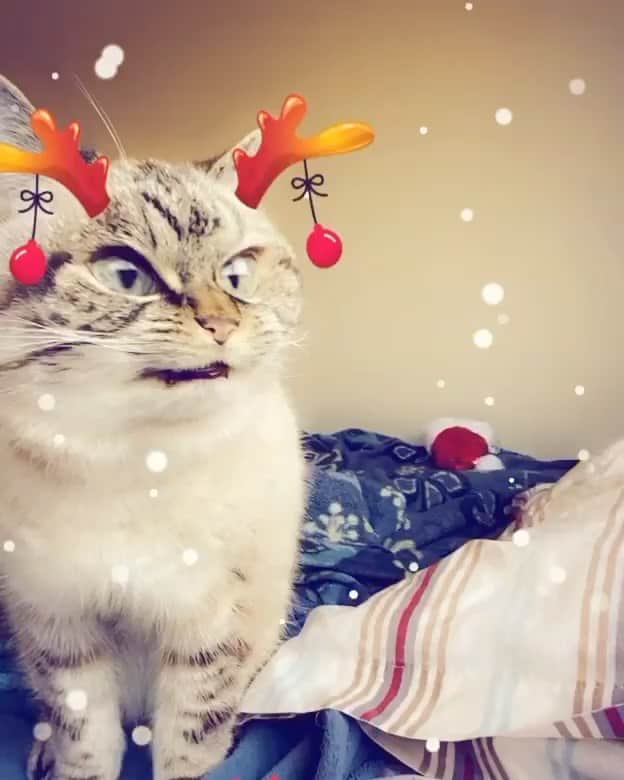 Lokiのインスタグラム：「🎄❤️🌈 #merrychristmas #happyholidays #holidays #christmas #catstagram #catsagram #cat #cats #kitten #instacat  #catsofinstagram #catsoninstagram #pet #pets  #cute #cutecat  #instacat_meows #catoftheday #gato #cats_of_instagram  #kittycat #catlover #ilovecats #animals #meow #instacute #photooftheday」