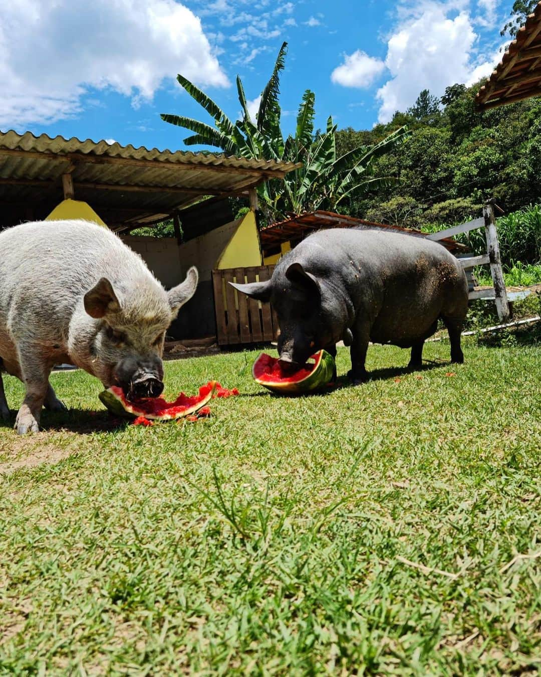 Jamonさんのインスタグラム写真 - (JamonInstagram)「Merry Christmas! Santa Claus @doutorapig went by. Watermelon!!!」12月26日 2時36分 - jamonthepig