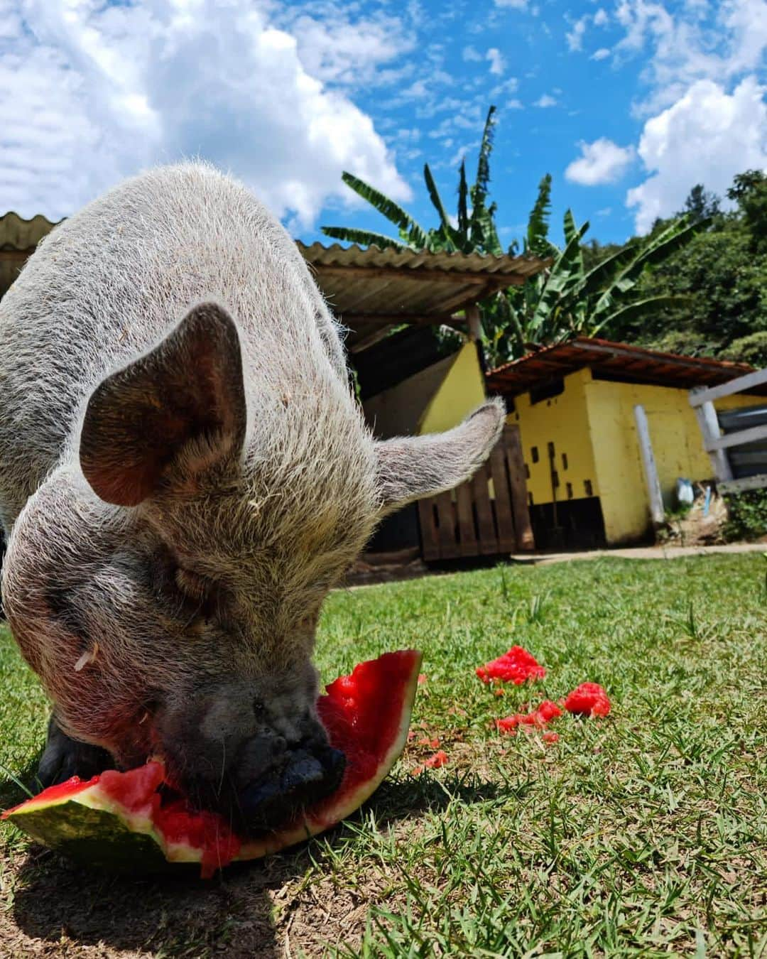 Jamonのインスタグラム：「Merry Christmas! Santa Claus @doutorapig went by. Watermelon!!!」