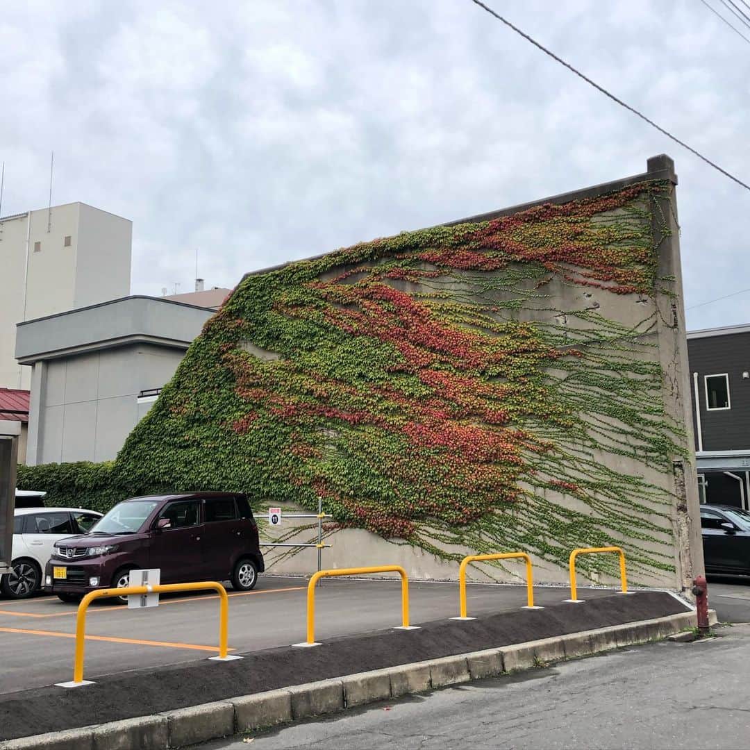 能町みね子のインスタグラム：「青森の壁🍁何の跡なのか実態不明だけどきれい🍁しばらくあとには真っ赤になっていた🍁🍁🍁」