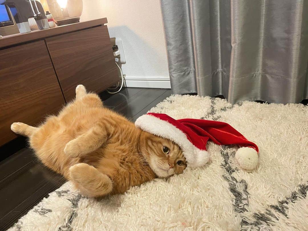 ありおときなこのインスタグラム：「Merry Christmas🎅🏻🎄  #スコティッシュフォールド#レッドタビー#猫#ペコねこ部#pecoねこ部#cat#scottishfold#みんねこ #サンタ猫」