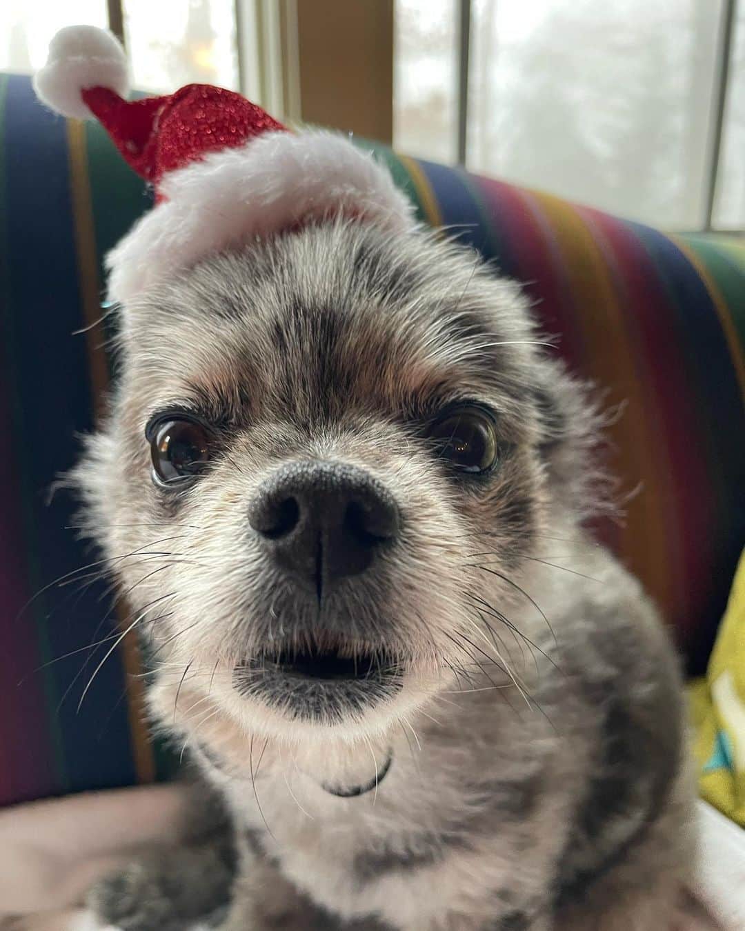 ジェシカ・ストループのインスタグラム：「Happy Holidays ❤️」