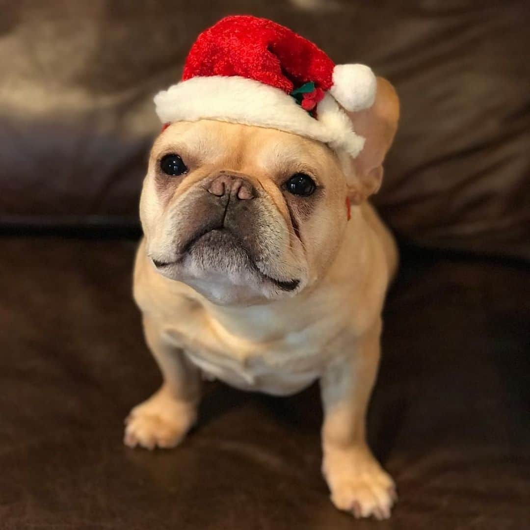 Hamlinさんのインスタグラム写真 - (HamlinInstagram)「Hope you had a wonderful Festivus and that your airing of grievances was light-hearted. 🗣🎉」12月26日 13時07分 - hamlin_the_frenchie