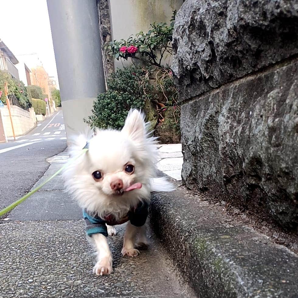 上野樹里さんのインスタグラム写真 - (上野樹里Instagram)「どんなに寒くてもお散歩は欠かさないブー🐾 もうすぐ今年も終わりです✨ 年越しまでもうひと踏ん張りですね🌲☃️❄️☺️ #犬のお散歩 ##チワワ」12月26日 14時17分 - _juri_art_