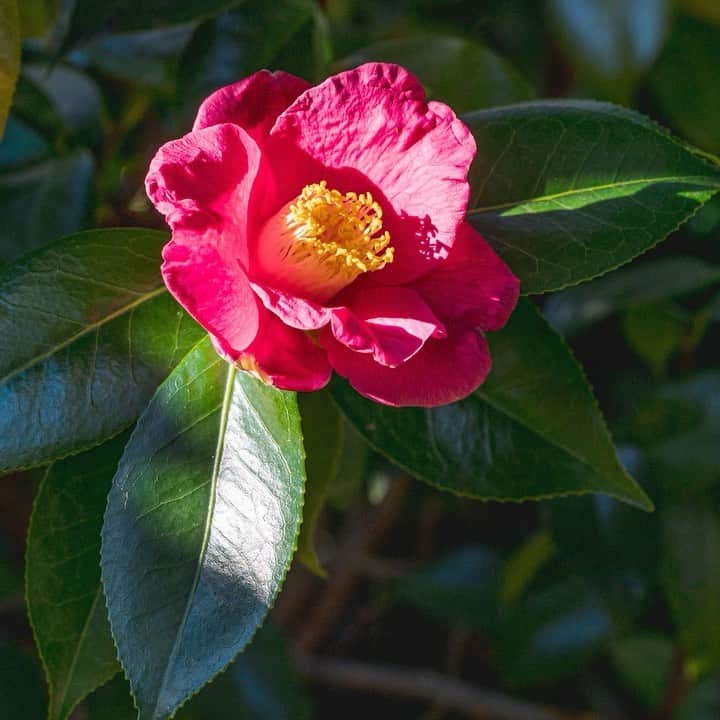 のインスタグラム：「The Garden is once again open and welcoming visitors to our beautiful 250 acres in the Bronx, where winter is here and the grounds offer plenty of sights to discover—not to mention the Holiday Train Show and NYBG GLOW!🌲  Hit the link in our bio to learn more and get tickets, as dates do sell out.  #HTSNYBG #NYBGglow #plantlove」