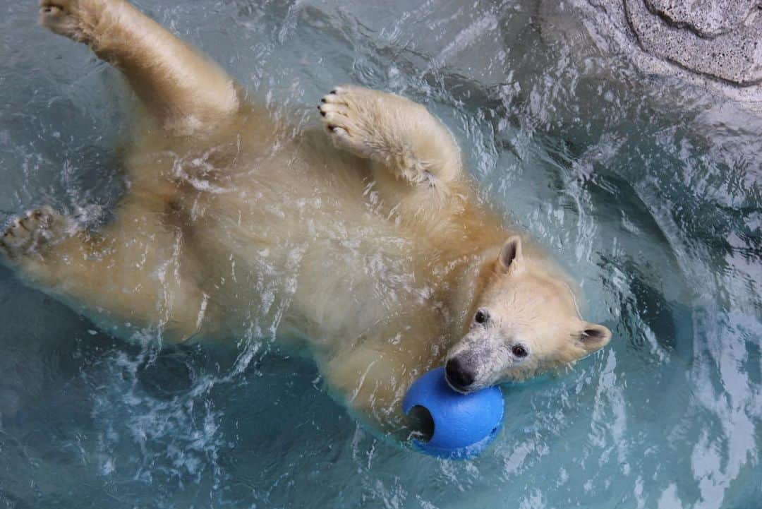 天才！志村どうぶつ園のインスタグラム：「男鹿水族館GAOの飼育員さんから、ホッキョクグマの赤ちゃんの最新写真が届きました🐻‍❄❄️  今年5月番組に登場してくれた時は、生後３か月のコロコロした姿でしたが、今日で１歳を迎えたそうです🥺👏🏻 (1枚目が今で、2枚目が生後3か月ごろの写真です！)  体も大きくなり、お母さんにも果敢にじゃれて攻めていくんだとか‼️ これからも元気に大きくなってね💙  #みんなのどうぶつ園 #男鹿水族館GAO #ホッキョクグマ #フブキ くん #Polarbear #相葉雅紀」