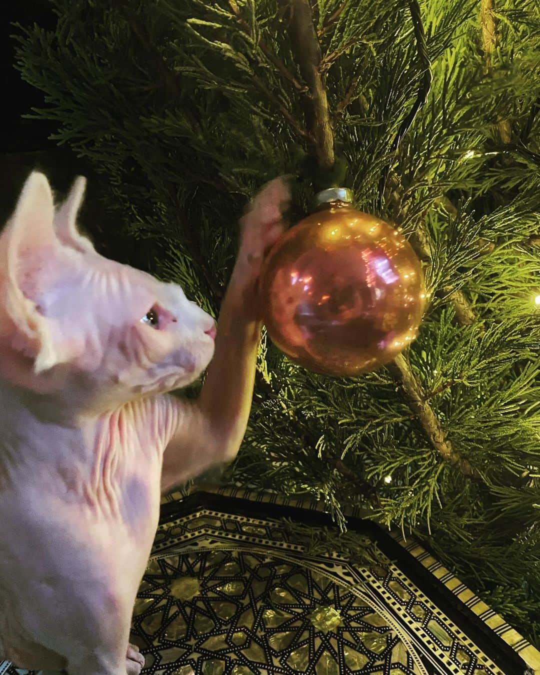 ジョディ・リン・オキーフのインスタグラム：「Not a creature was stirring….except for Beauregard. Our newest family member. An absolute dream come true.」