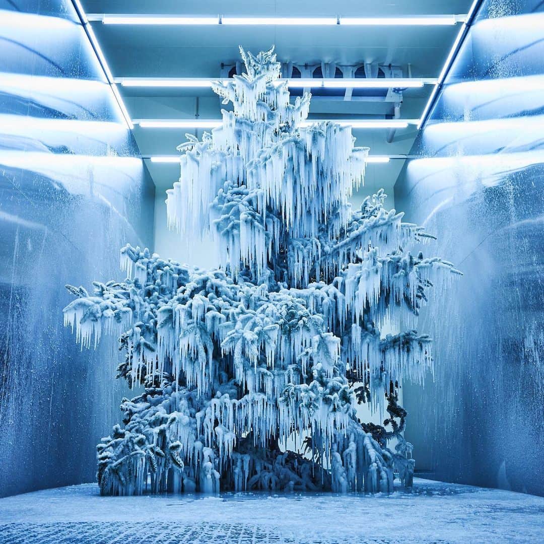 東信のインスタグラム：「Frozen Tree  #amkk #amkkproject #makotoazuma #azumamakoto #東信花樹研究所 #東信 #jardinsdesfleurs #shiinokishunsuke #flowerart #flower #flowers #クリスマスツリーの再利用 #リサイクル #recycle #afterxmas」