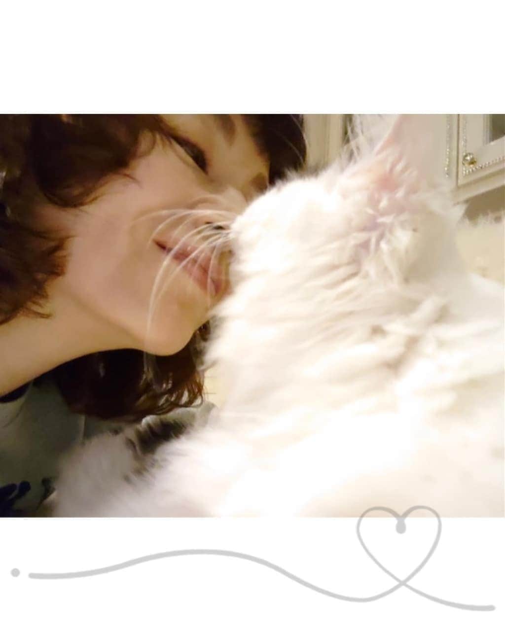 大地真央さんのインスタグラム写真 - (大地真央Instagram)「あたし 🐾シュシュテ🐾のさいきんのマイブームは、 ママのはなをペロペロすることです😻 ママはザラザラしてるからいたいって、 わらいながらいってます😁 うちのかぞくでオンナのこは、あたしとママ。 あとは5オトコ😸とパパです🙋‍♂️ オンナのこは、ちょっとあまえんぼうだけど、 キリッとしてるところもあってカッコいいとおもいます。 ね、ママ😺  #シュシュテ🐱♀ #0歳7ヶ月 #キャリコ（三毛） #mainecoon 😺 #メインクーン😸 #かわいい 😍 #癒し #癒される 🥰 #大地真央 #MAODAICHI」12月3日 18時10分 - daichimao_official