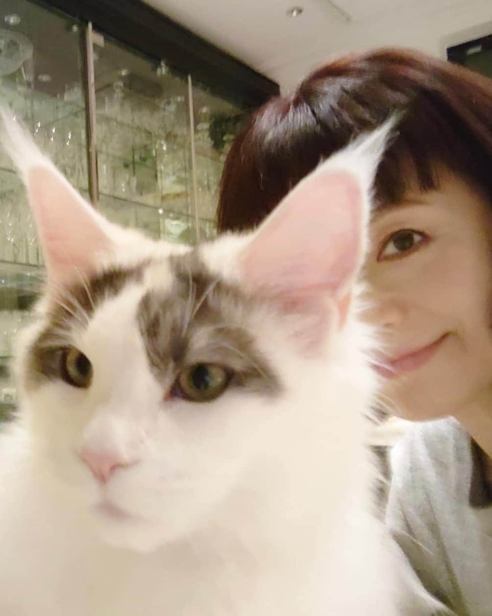 大地真央さんのインスタグラム写真 - (大地真央Instagram)「あたし 🐾シュシュテ🐾のさいきんのマイブームは、 ママのはなをペロペロすることです😻 ママはザラザラしてるからいたいって、 わらいながらいってます😁 うちのかぞくでオンナのこは、あたしとママ。 あとは5オトコ😸とパパです🙋‍♂️ オンナのこは、ちょっとあまえんぼうだけど、 キリッとしてるところもあってカッコいいとおもいます。 ね、ママ😺  #シュシュテ🐱♀ #0歳7ヶ月 #キャリコ（三毛） #mainecoon 😺 #メインクーン😸 #かわいい 😍 #癒し #癒される 🥰 #大地真央 #MAODAICHI」12月3日 18時10分 - daichimao_official