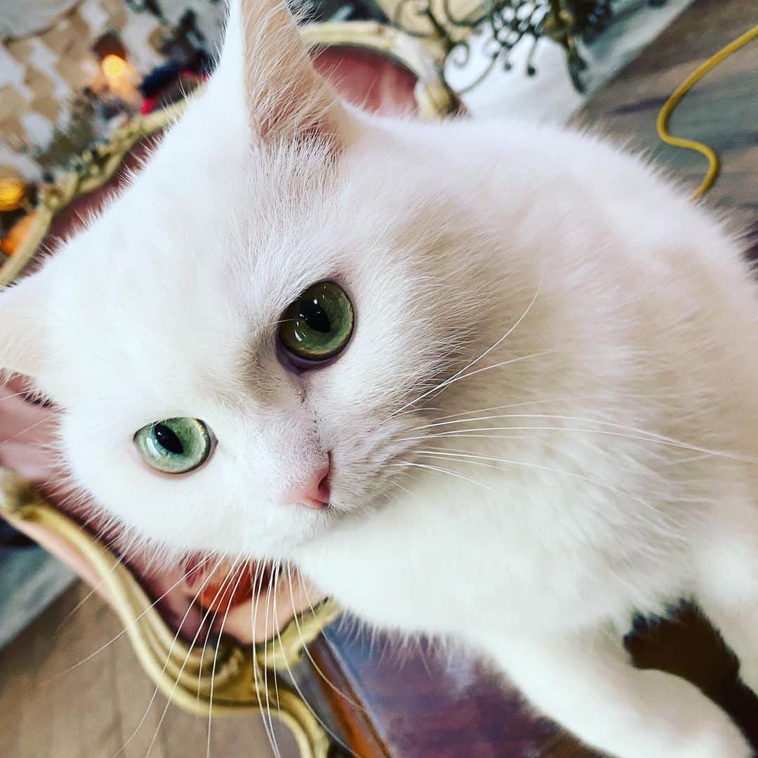 亜沙さんのインスタグラム写真 - (亜沙Instagram)「スタジオに猫ちゃんがいました。 スタジオの主らしいです。 (๑>◡<๑) #猫 #cat #撮影 #白猫 #家主 #ふてぶてしい」12月3日 16時49分 - asa.bassist