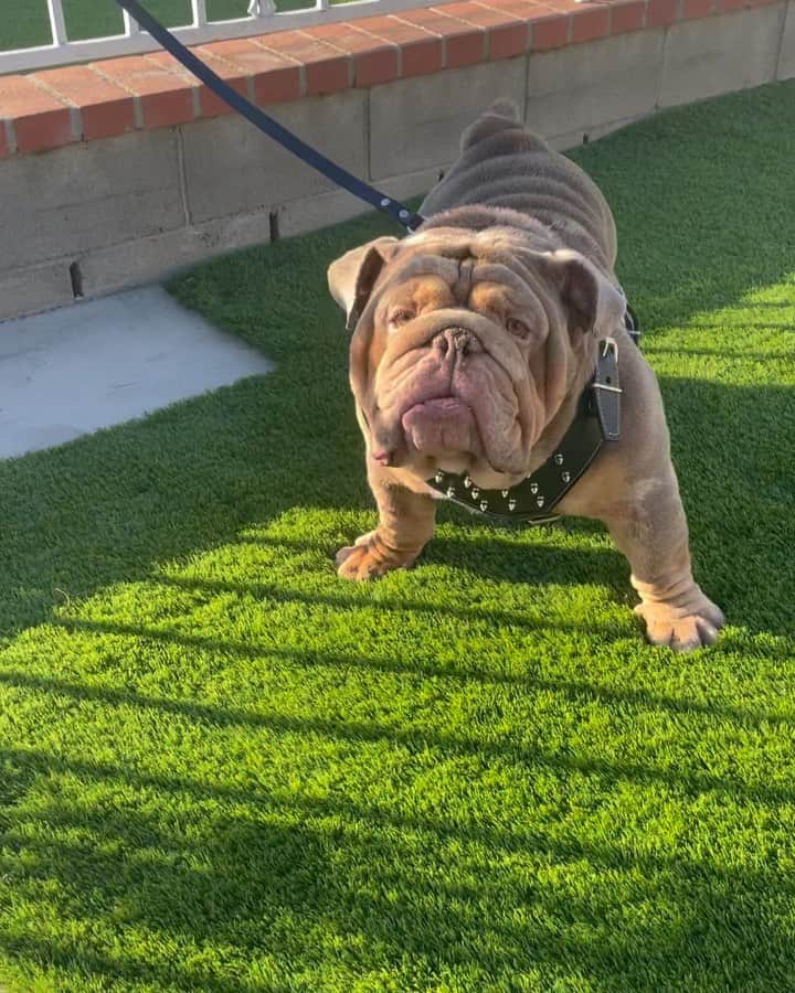 Oprahnbooのインスタグラム：「English bulldog. #lilactrimerle #fogodtheday #dogsofinstagram #doglovers #dogoftheworld🌍 #dogsforlife #tag# #share」