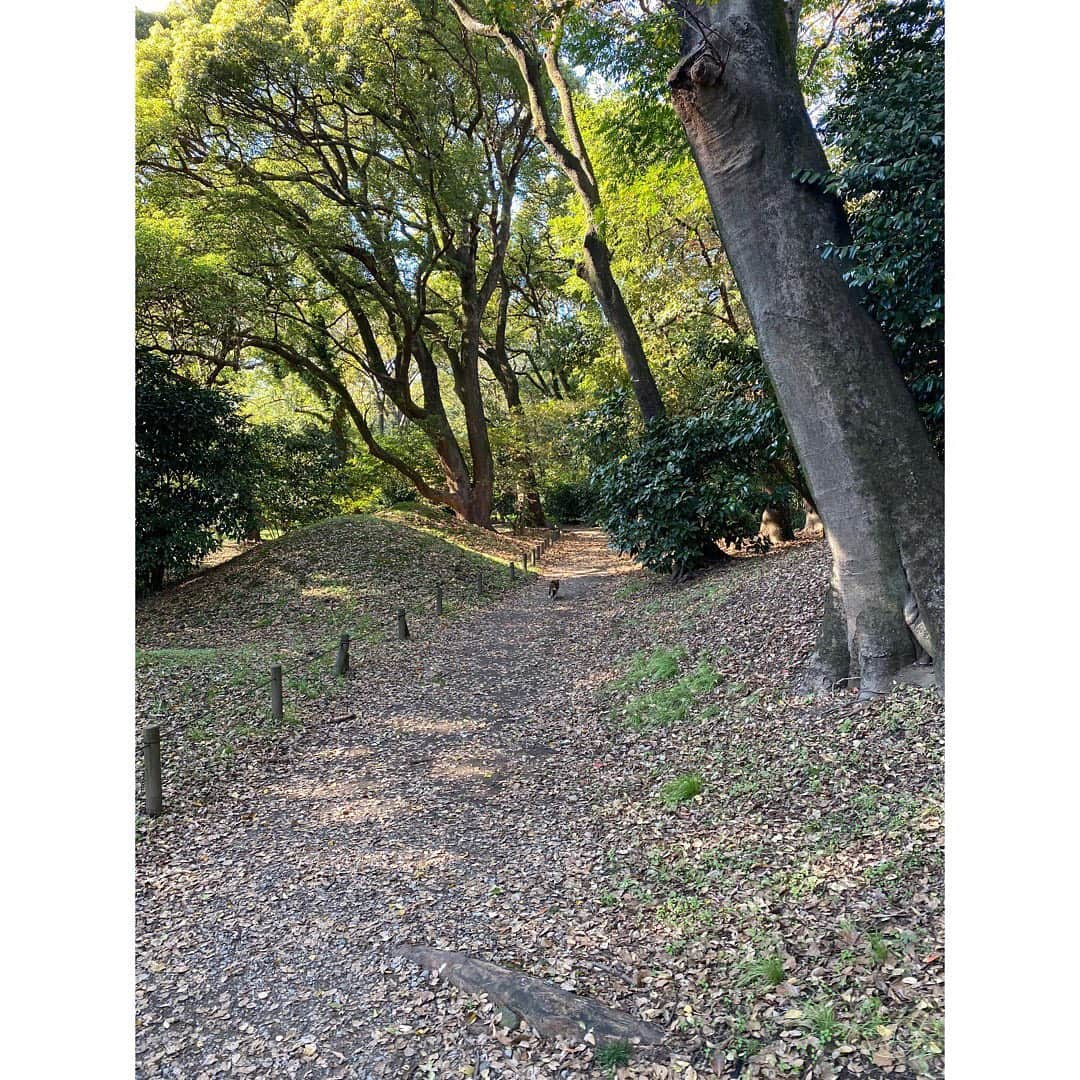 望海風斗さんのインスタグラム写真 - (望海風斗Instagram)「🌳 おはようございます。 山梨そして和歌山での地震大丈夫でしたでしょうか？💦 これ以上大きな地震が起こらないことを願うばかりですが、皆様どうか気をつけてお過ごしください。 ⁡ ⁡ 『Into the woods』 お稽古かなり進んでます！ 毎日ニーパッドを装着して‼︎笑笑 パフォーマーの方も合流して、更に世界観が深まりました。凄いです… こんな才能と活気と笑い溢れるお稽古場に毎日INTOしている自分は何者なんだろう…と迷走中ですが、とにかくやるしかない。 さあ、今日も自分探しの旅へ行ってきます。 もちろんニーパッド装着して🤣 ⁡ #intothewoods #ニーパッド#膝を守る いつの日かの #浜離宮恩賜庭園#散歩 #私はどこだ ⁡ #地震#お気をつけください #望海風斗」12月3日 10時19分 - nozomifuto_official