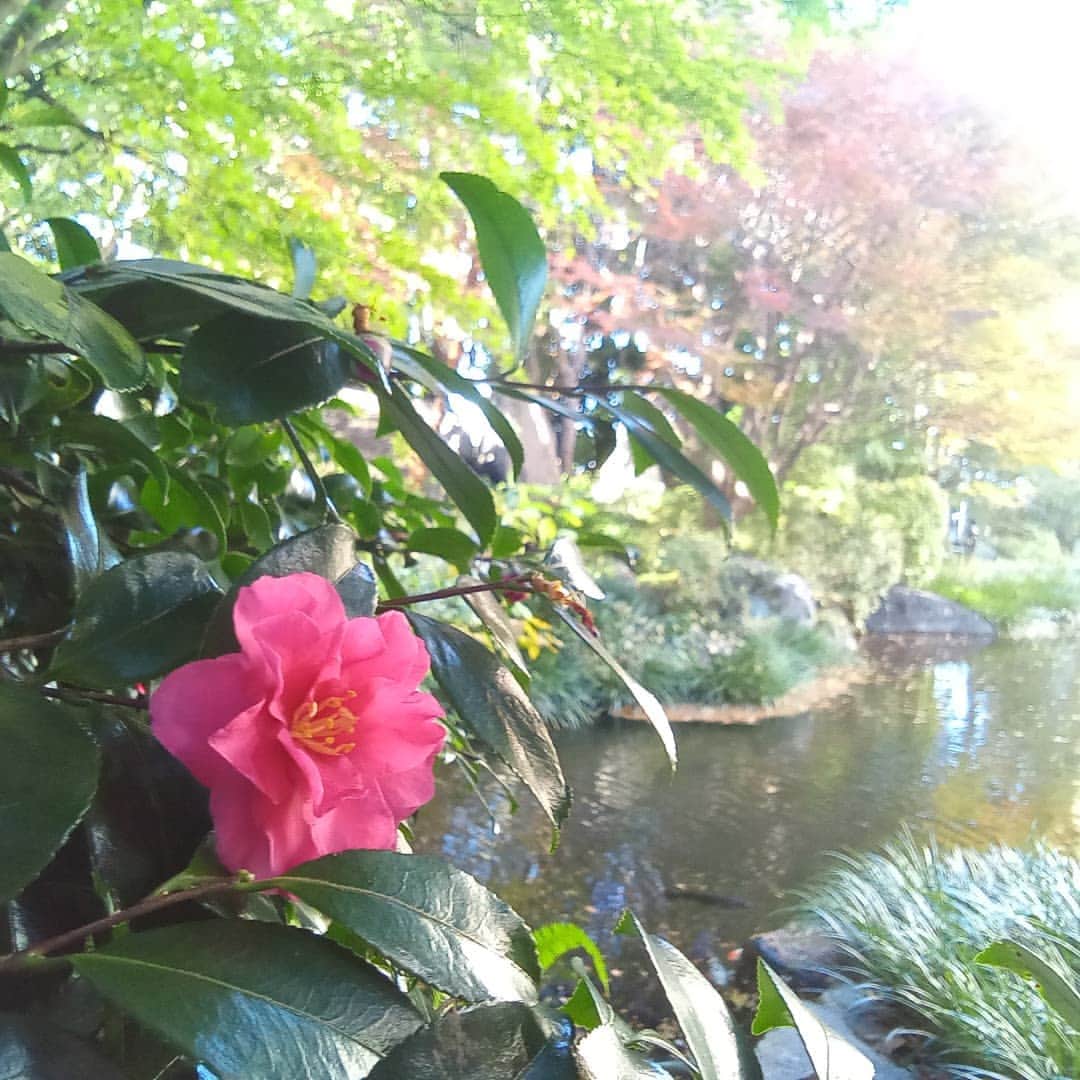 ホテルアンビエント伊豆高原のインスタグラム：「中庭の冬のお花が美しいです。紅葉も色づきました。 #ホテルアンビエント伊豆高原 #セラヴィリゾート泉郷  #ホテルの中庭 #椿 ＃山茶花 #紅葉」
