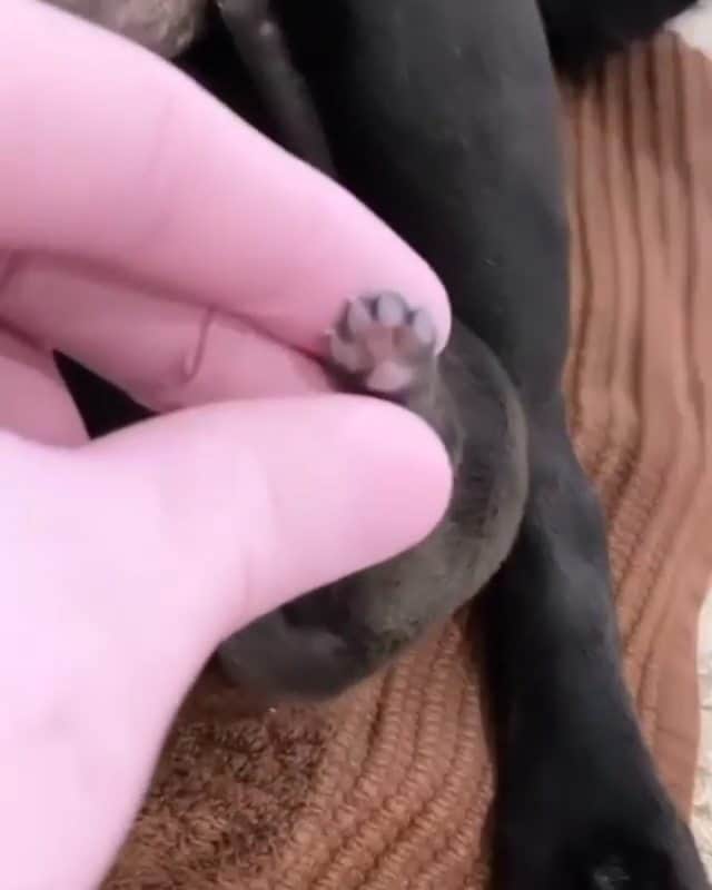 Insta Outfit Storeのインスタグラム：「The smallest paw in the world 🐾🤩 ➖ Rate this cuteness out of 10 ❤️ ➖ Follow @instaoutfitstore ➖ 🎥 Video by @thebullyranch.uk  • • • 🐶 #dog #dogs #toptags #puppy #pup #cute #eyes #instagood #dogs_of_instagram #pet #pets #animal #animals #petstagram #petsagram #dogsitting #photooftheday #dogsofinstagram #ilovemydog #instagramdogs #nature #dogstagram #dogoftheday #lovedogs #lovepuppies #hound #adorable #doglover #instapuppy #instadog」