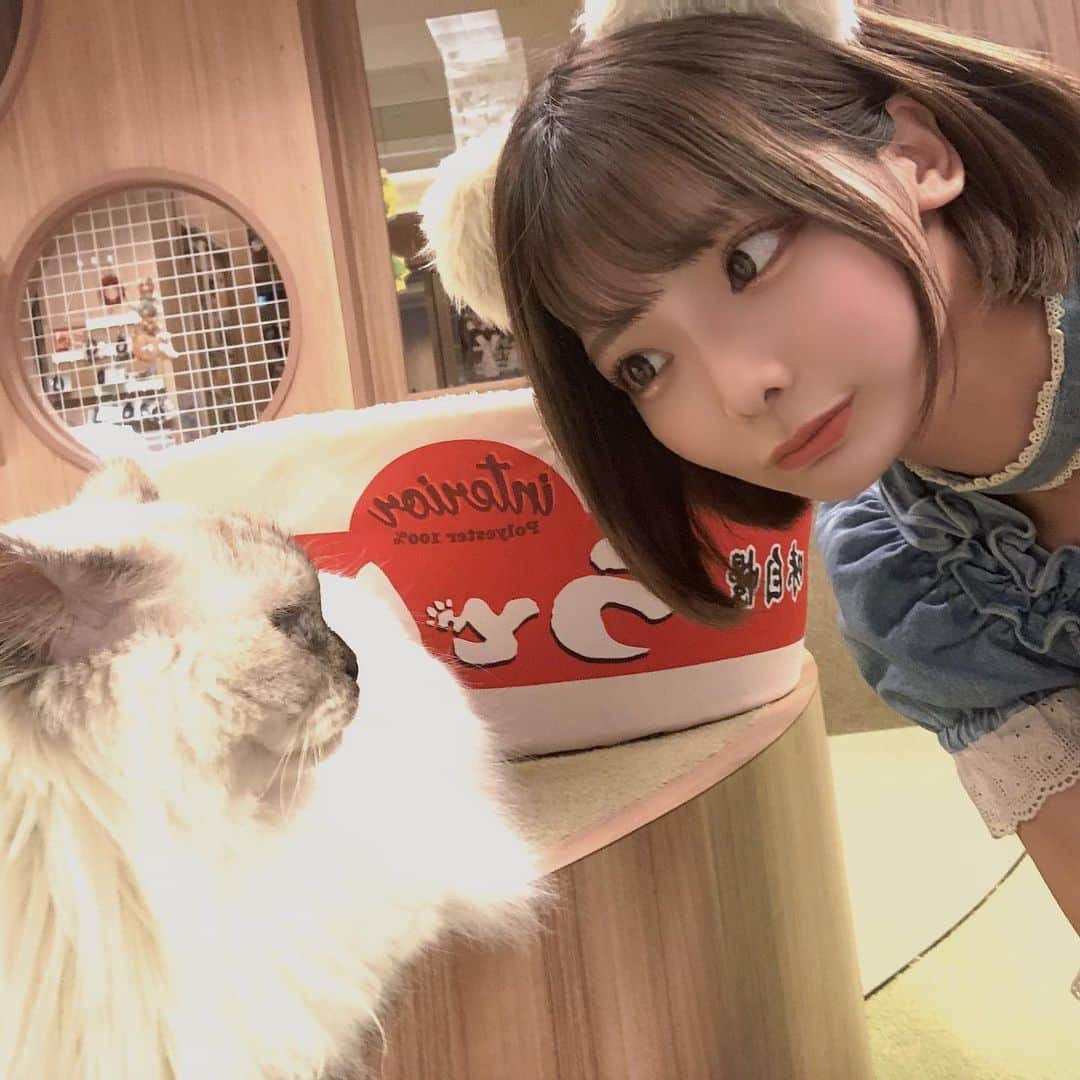 米倉みゆさんのインスタグラム写真 - (米倉みゆInstagram)「猫カフェ一日店長決定🐈12/12(日)僕と猫。秋葉原店 @bokunekoakb  · 12月12日(日)(12:00-15:00) URL：bokuneko.jp ◆料金 猫カフェ利用料金10分ごとに330円(自動延長制)＋イベント参加費500円 · 猫カフェを利用しつつ米倉と一緒にチェキ撮影や米倉の撮影ができるイベントです📸 当日は僕と猫。さんの制服で出勤♡ · 有栖未桜ちゃん @miiion_official も当日一緒のイベントです🐱❤️ · · 物販内容👇👇 · (チェキ、写メは1分お話付) 🌟ツーショットチェキ 1500円 🌟ツーショット写メ1500円 🌟1分撮影券2000円 🌟ランダムチェキくじ500円(当たり付き) 🌟私物サイン券1000円(サインするものは何にでも🆗) 🌟写真集 #けもみみかのじょ 2500円(サイン付き) 🌟けのみみかのじょブロマイド 全10種類 3枚セット 1000円 🌟けのみみかのじょ アクリルスタンド＆キーホルダー 全2種 1500円 🆕缶バッジ 全3種 1つ300円、3つ800円 · その場で 米倉みゆプロデュースブランド #CHILLSPLIT @chillsplit のお洋服をネット注文してくださった方には ツーショットチェキ1枚とCHILLSPLITステッカーをプレゼント🎁 · · ※猫ちゃんはフラッシュがNGなので、撮影の際は必ずフラッシュは切ってくださいにゃ🐱 チェキ撮影はタブレットでフラッシュ無しで撮影した後に、チェキ機で印刷します📸 · · · #猫カフェ #猫カフェ僕と猫 #僕と猫 #一日店長 #メイドカフェ #メイド喫茶 #コンカフェ #コンセプトカフェ #メイド服 #メイド #メイド喫茶 #秋葉原 #秋葉原カフェ #秋葉原猫カフェ #チェキ会 #可愛い #かわいい #猫カフェ #可愛い女の子 #美人 #美女 #自撮り #ボブ #ボブヘアー #ショートヘア #ショートカット #モデル #撮影会 #被写体 #ファインダー越しの私の世界」12月3日 23時47分 - yone__miyu630