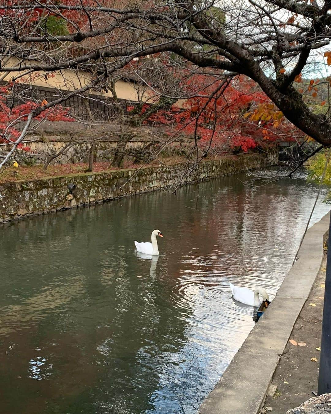 古川いおりさんのインスタグラム写真 - (古川いおりInstagram)「岡山県の思い出✨✨✨ お仕事で行っていたのですがお昼頃からは自由時間だったので 倉敷美観地区をずっとお散歩してました😊 また倉敷市に行くことがあったら美観地区も行きたいし 次はアウトレットも行きたいな💗💗💗 倉敷市以外も今度は足を運べたらいいなぁと思った今日この頃☺️ 良き旅でした✨✨✨✨✨✨✨ そしておめでとうございました🎊 引き続き応援しております🙇‍♀️✨✨✨  #岡山県　#倉敷市　#お仕事　#合間に　#観光　#美観地区　#美観地区グルメ　#美観地区食べ歩き　#この日は　#風が　#強かった　#スヌーピー　#最近　#ハマってます　#我が家　#では　#すぬさん　#と　#呼んでます」12月4日 9時38分 - kogawaiori