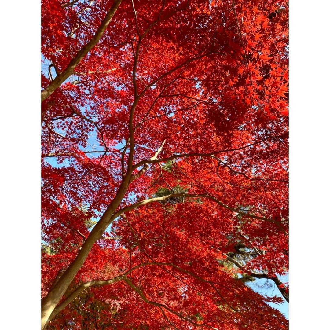 芦崎愛さんのインスタグラム写真 - (芦崎愛Instagram)「🍁❤️  #ゴルフ #紅葉」12月4日 9時41分 - mana_ashizaki