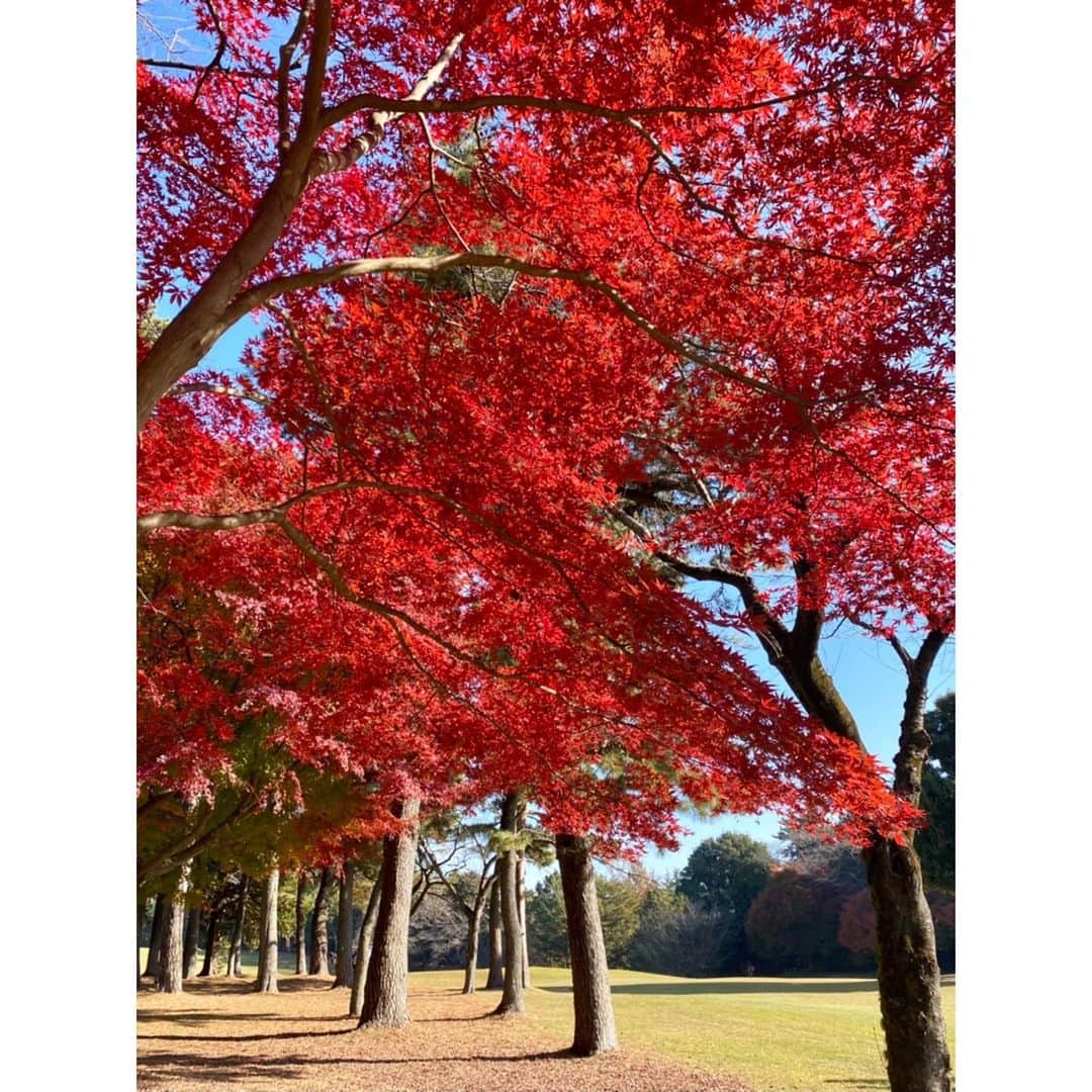芦崎愛のインスタグラム：「🍁❤️  #ゴルフ #紅葉」