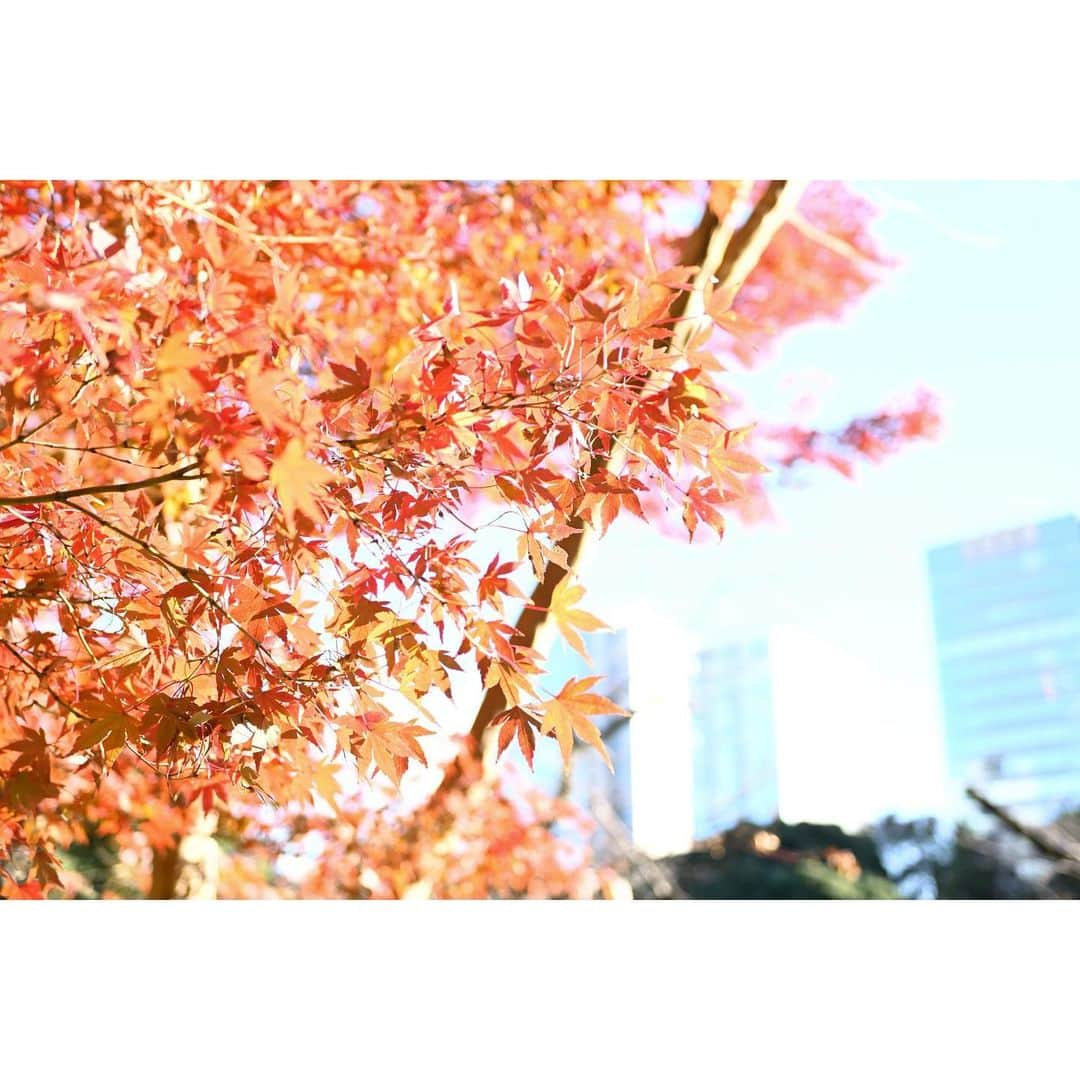 田中萌さんのインスタグラム写真 - (田中萌Instagram)「* 先日の公園で見つけた秋です🍁  光や色味を自分の感じた通りに出す難しさ  #秋#紅葉#晴れ」12月4日 21時25分 - moetanaka_ex