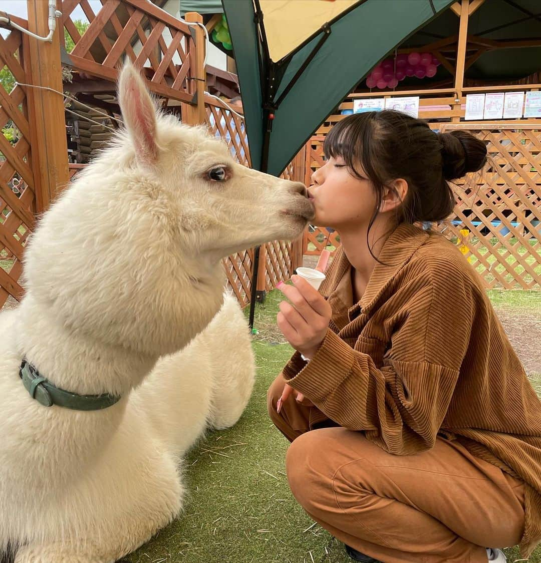 Mayuriさんのインスタグラム写真 - (MayuriInstagram)「永遠のプリンセスたち🦙👼😍 . #ラバンくん #はあ、かわいすぎ #そしてあったかいほうじ茶ハマりすぎて #もう絶対頭良くなってる #抹茶ラテはあんまり飲んでないし #とりあえずお部屋のお掃除しようかな #どうなん？だって #私はどんな感じ？って聞くかも #😵‍💫←最近ハマってる絵文字はこれ #理由は色んな場面で使えて便利だから #やー最高だね #マユリの頭の中」12月4日 21時28分 - mayurinn0319