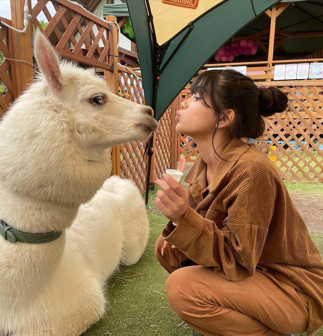 Mayuriさんのインスタグラム写真 - (MayuriInstagram)「永遠のプリンセスたち🦙👼😍 . #ラバンくん #はあ、かわいすぎ #そしてあったかいほうじ茶ハマりすぎて #もう絶対頭良くなってる #抹茶ラテはあんまり飲んでないし #とりあえずお部屋のお掃除しようかな #どうなん？だって #私はどんな感じ？って聞くかも #😵‍💫←最近ハマってる絵文字はこれ #理由は色んな場面で使えて便利だから #やー最高だね #マユリの頭の中」12月4日 21時28分 - mayurinn0319