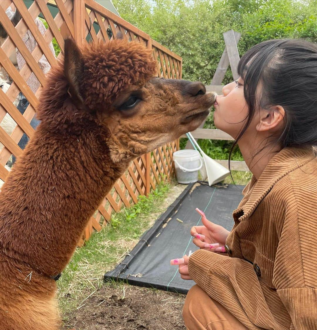 Mayuriさんのインスタグラム写真 - (MayuriInstagram)「永遠のプリンセスたち🦙👼😍 . #ラバンくん #はあ、かわいすぎ #そしてあったかいほうじ茶ハマりすぎて #もう絶対頭良くなってる #抹茶ラテはあんまり飲んでないし #とりあえずお部屋のお掃除しようかな #どうなん？だって #私はどんな感じ？って聞くかも #😵‍💫←最近ハマってる絵文字はこれ #理由は色んな場面で使えて便利だから #やー最高だね #マユリの頭の中」12月4日 21時28分 - mayurinn0319