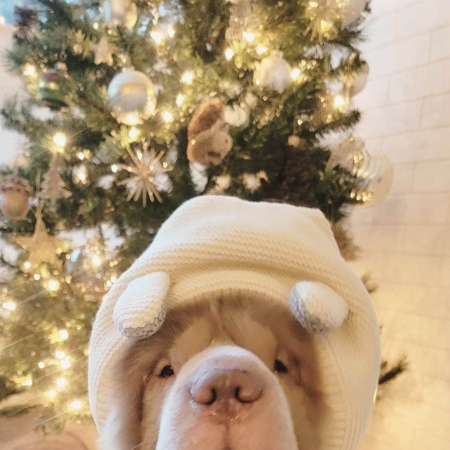 Tonkey Bearさんのインスタグラム写真 - (Tonkey BearInstagram)「🐻🎄 . How do you doooo」12月4日 13時11分 - bearcoat_tonkey