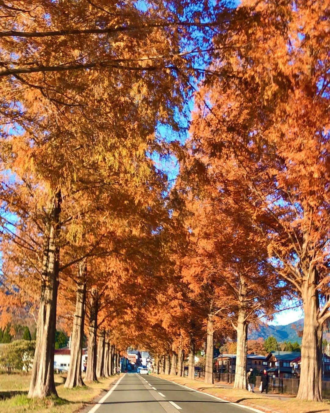 山口実香さんのインスタグラム写真 - (山口実香Instagram)「. 紅葉が綺麗でした😄🌲✨  #メタセコイア並木  #滋賀」12月4日 14時19分 - yama.mikan