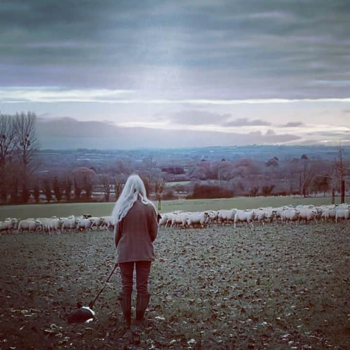 アリスバイテンパリーのインスタグラム：「Morning walks with our amazing mama. Training the youngest sheepdog on the farm x ❤️  @somersetciderbrandy」