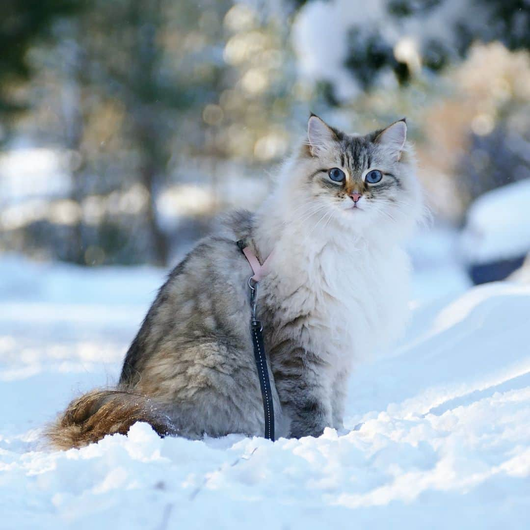 Floraさんのインスタグラム写真 - (FloraInstagram)「Long time no see, both you my friends and the snow!  #cat #winter #catsofinstagram #kitten #december #snow #cats #kittens #nevamasquerade」12月4日 23時29分 - fantasticflora