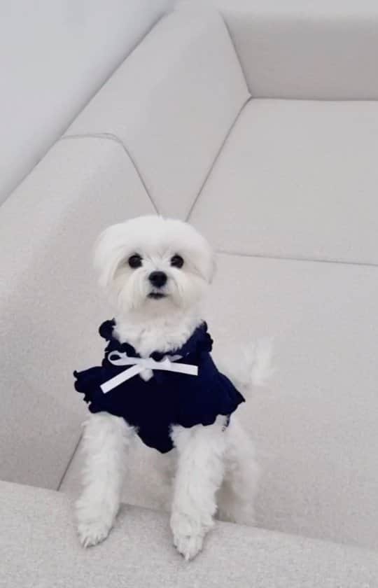 minikkallongのインスタグラム：「우리개딸 빙수~ 스튜디오 첫방문❣  차 생기면 데꼬오려구 기다리다가 이제야 왔네 앞으로 엄마랑 같이 출근하자🐶🚙 자고로 댕댕이라면 청소기 정도는 돌릴줄 알아야지(?)  #반려견#딸스타그램#빙수 스튜디오👉@studio_verywit」