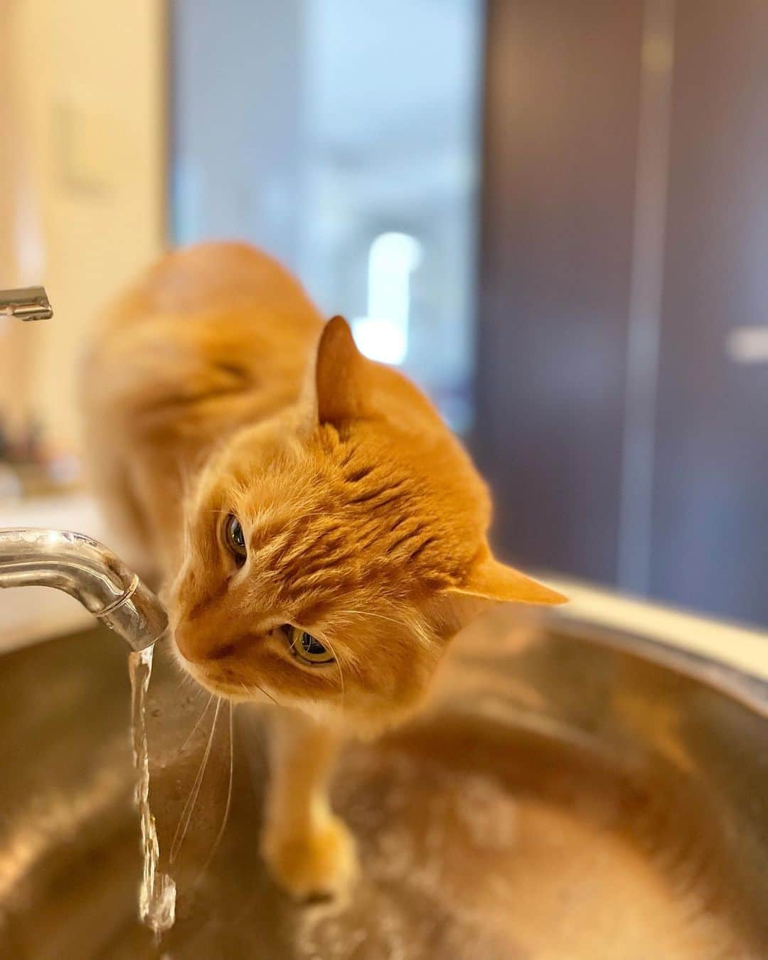 猫沢エミさんのインスタグラム写真 - (猫沢エミInstagram)「ユピ坊のニヒルな部活飲み。  2枚目の舌の繰り出しがイイね👅  #ユピ坊　#我が家では水道からの直接飲みを部活飲みと言います」12月5日 12時57分 - necozawaemi