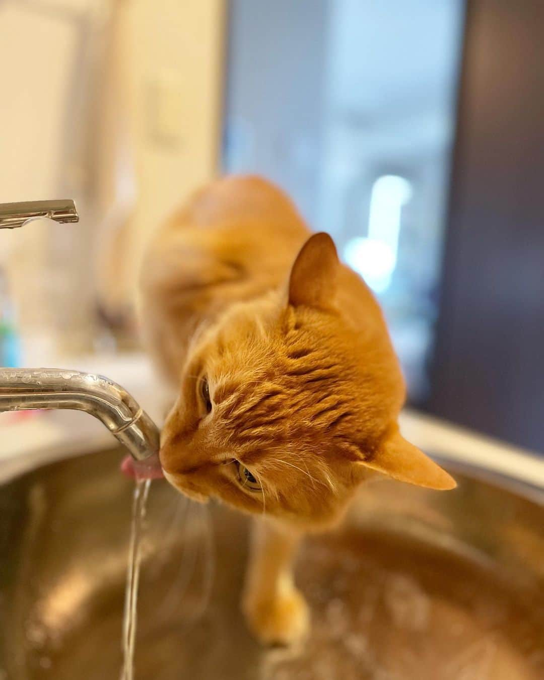 猫沢エミさんのインスタグラム写真 - (猫沢エミInstagram)「ユピ坊のニヒルな部活飲み。  2枚目の舌の繰り出しがイイね👅  #ユピ坊　#我が家では水道からの直接飲みを部活飲みと言います」12月5日 12時57分 - necozawaemi