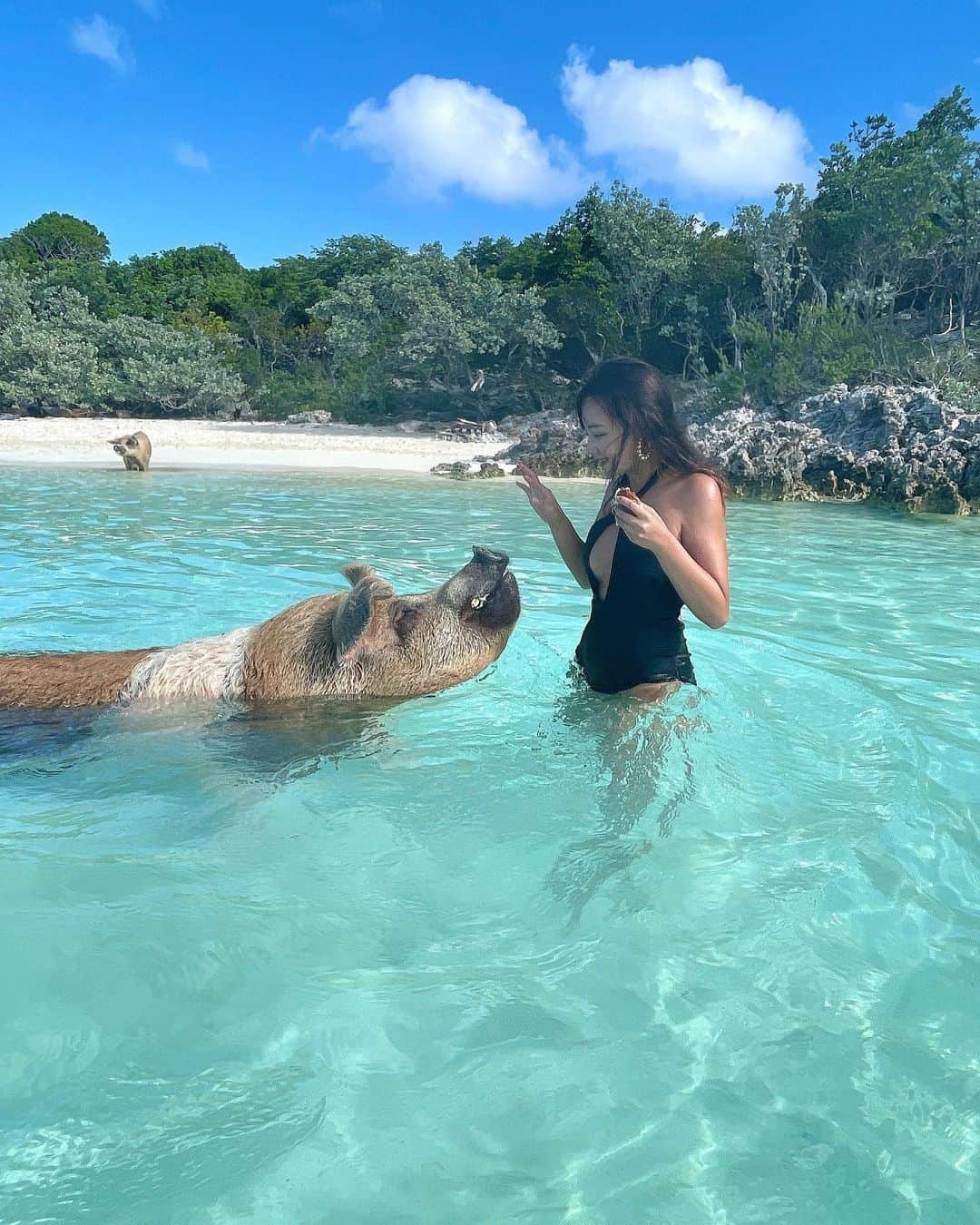 てんちむさんのインスタグラム写真 - (てんちむInstagram)「バハマ旅行の投稿もこれで終わり💡 時系列多少狂いましたが、私の海外の写真たちは多分これで一旦終了です😊💡 海外編見てくれた皆様ありがとうございました🙋‍♀️  豚、海の中でうんちするし言うほど泳いでないし餌持ってたら突進してきて蹴られてアザ出来たけど結論カワイイからなんでもオッケー🐖  ちなみに今回バハマ選んだ理由は、当初アメリカ入国できない時に色んな国調べてたらバハマに辿り着いて、泳ぐ豚に会いたくてって言うのが理由でバハマ選びました🐷本命🐷🐷」12月5日 14時29分 - super_muchiko