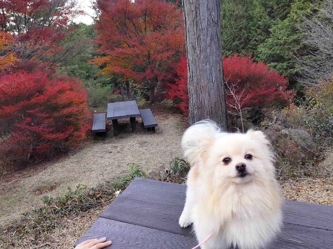 安田さちのインスタグラム