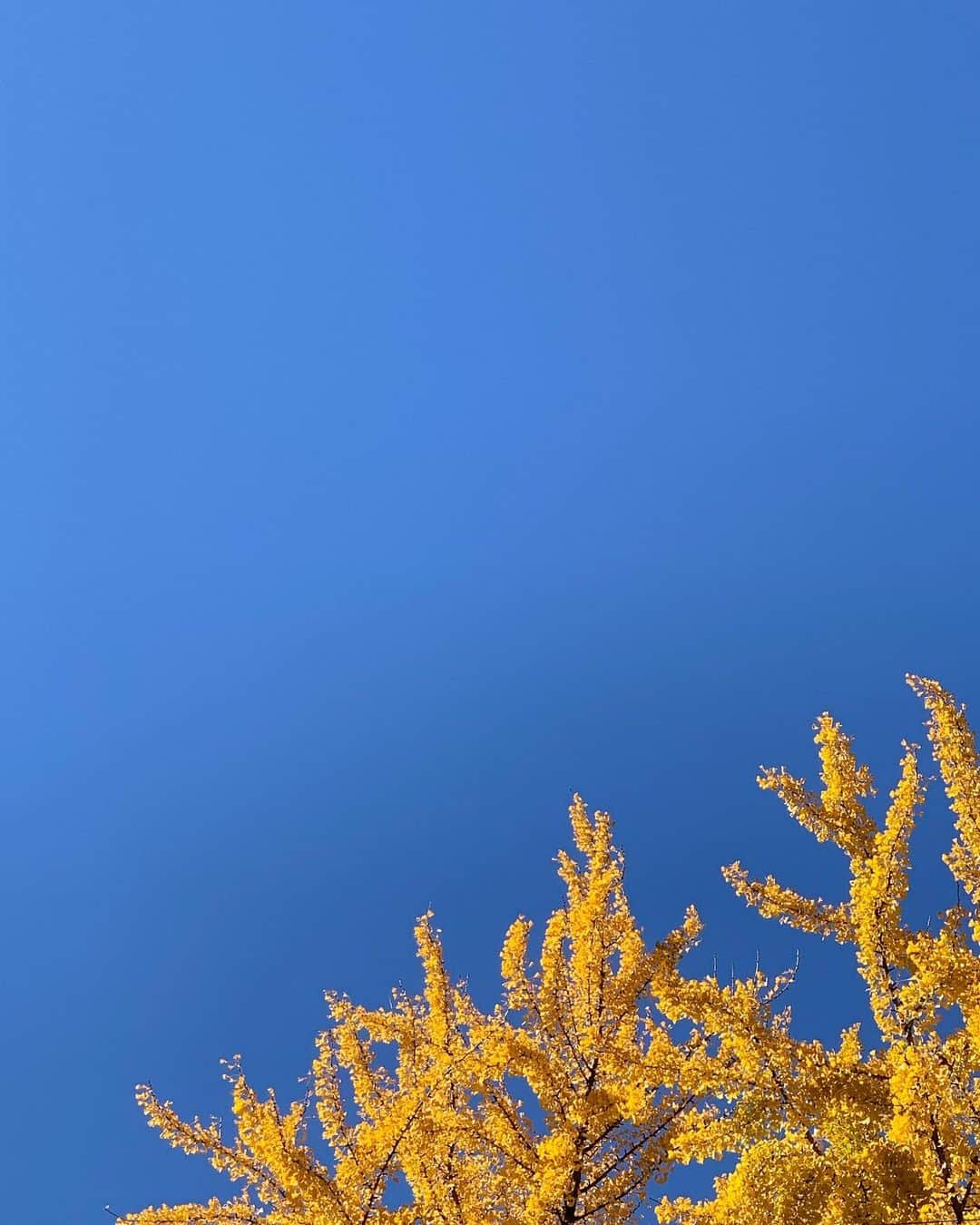 内山絵里加さんのインスタグラム写真 - (内山絵里加Instagram)「・ ・ 銀杏のきいろが、すきです。 空を見上げるだけで幸せなきもちになります。 今年も、あと少しですね。 心も身体も健やかにお過ごしくださいね。 ・ #銀杏 #紅葉 #空 #季節を楽しむ」12月5日 17時31分 - erika.uchiyama1129